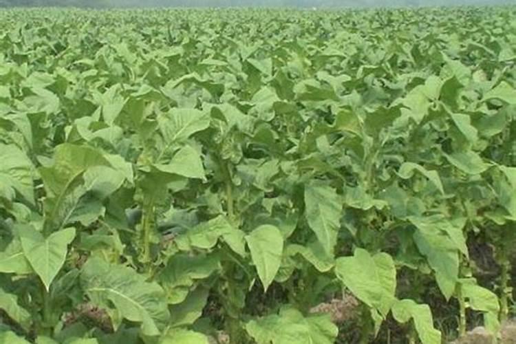 烤烟落黄金叶灿好还是大红甲好