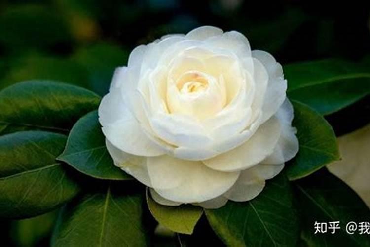 磷酸二氢钾可以浇茶花吗