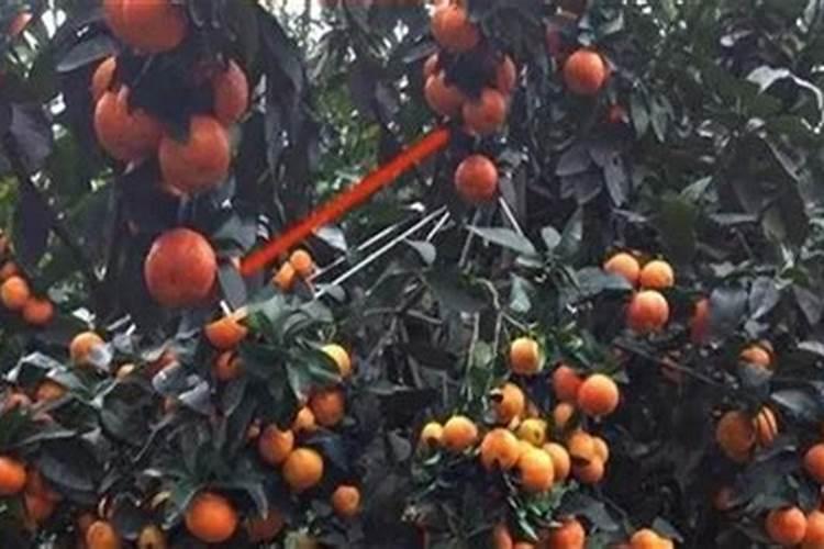 砂糖橘果实小的原因是什么 砂糖橘怎么样管理果实才均匀