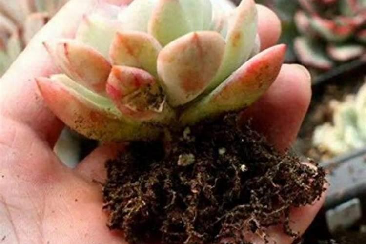 国光小花农的芽多多用在多肉上是什么效果？