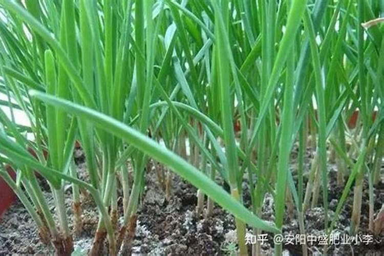 裁韭菜用什么肥料最好