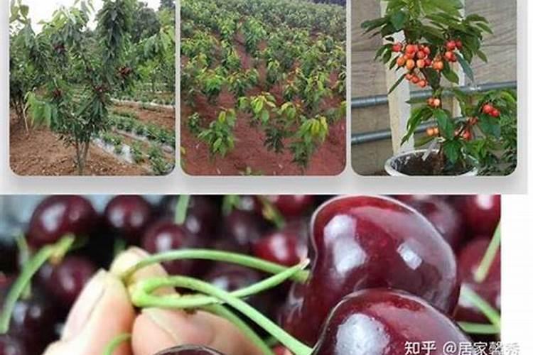 高钾肥料有什么作用,附正确的使用方法