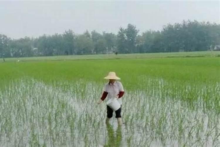 种下去的水稻啥时候放肥料最好