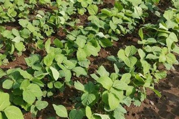 黄豆喜欢什么肥料