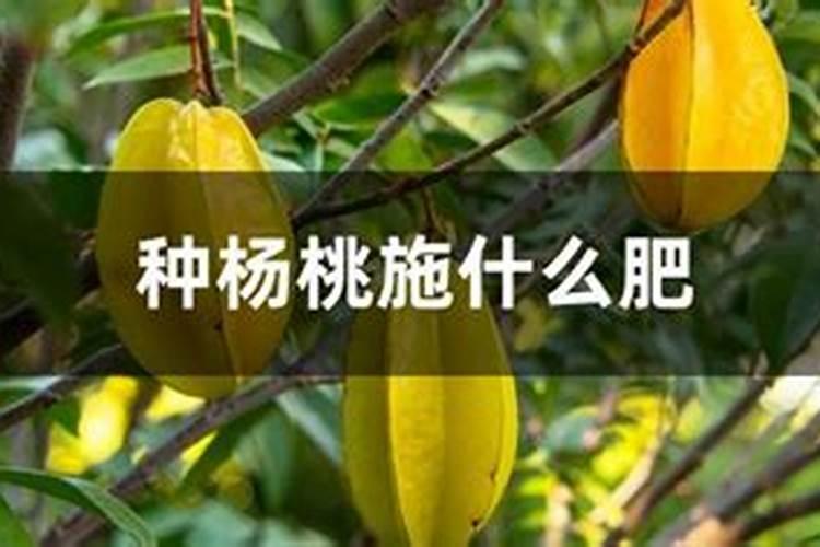 各位老师,用什么药 可以让杨桃提前开花。