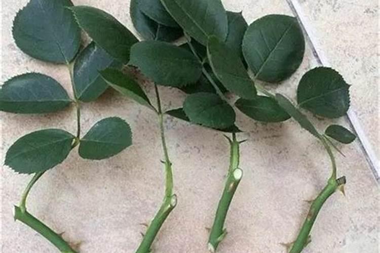 我的月季花的整个生长期该怎样施肥麻烦哪个大神告诉我一下？