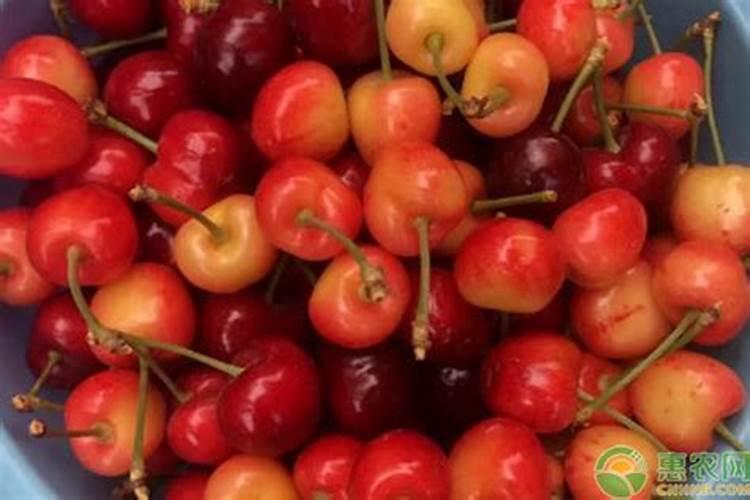 樱桃打什么叶面肥长的快？樱桃什么肥可以果实膨大？