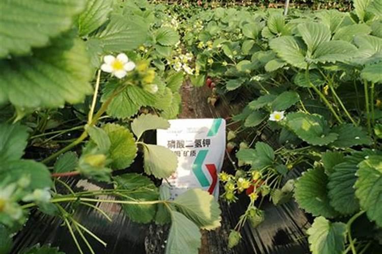 草莓磷肥什么时候用？磷肥施用过量该怎么补救？