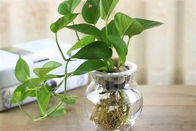 绿萝可以施肥吗施什么肥什么时候施