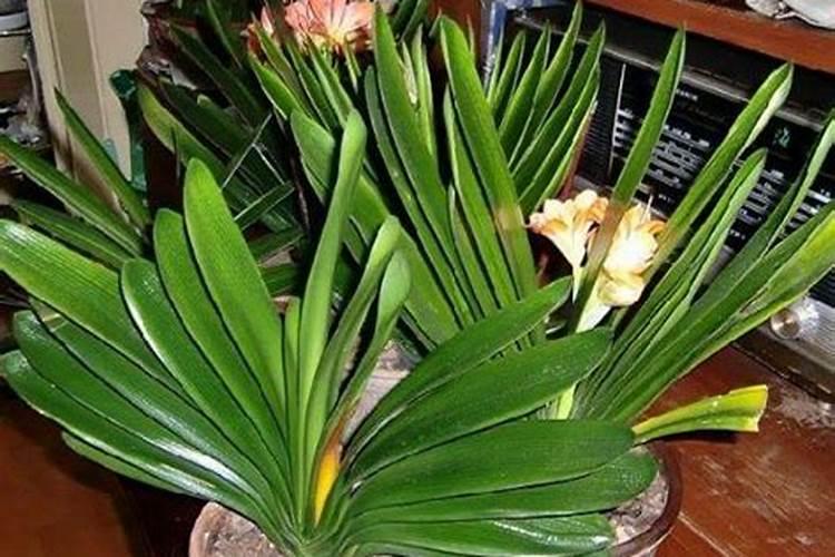 君子兰用什么肥料最好