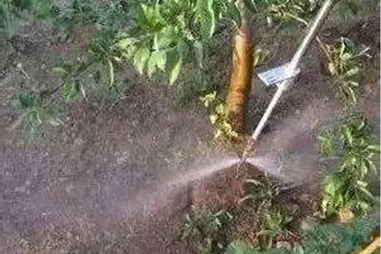 碧桃的养殖方法与注意事项