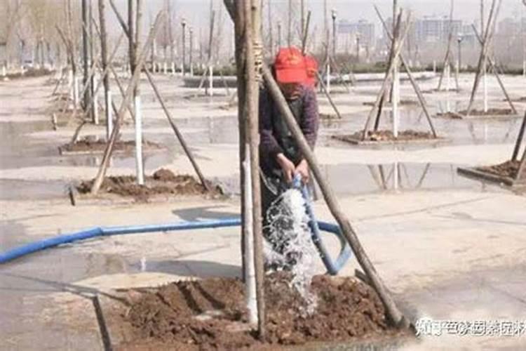 碧桃的养殖方法与注意事项