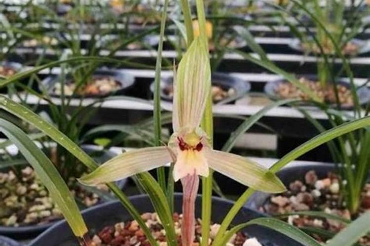 建兰兰花花谢后怎样施肥