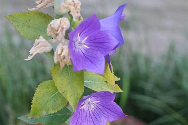 桔梗怎么种植？桔梗种植技术讲解