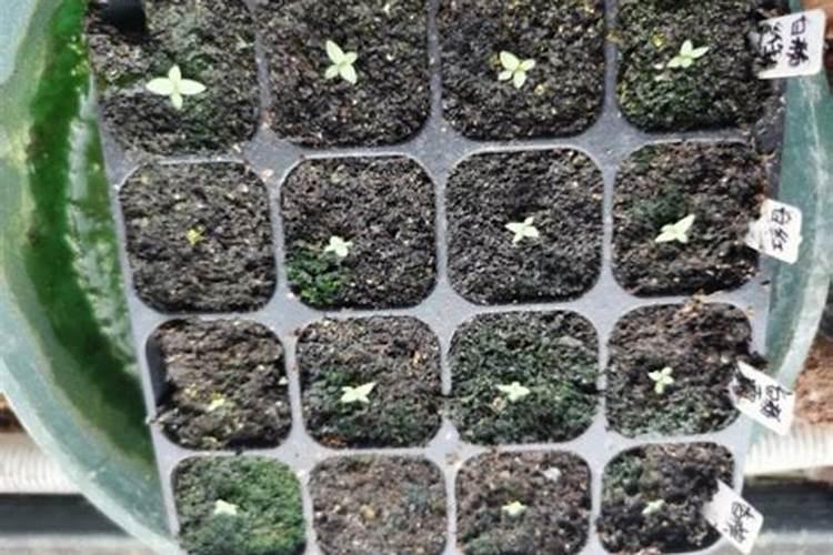 8月份桔梗还能追硝酸铵钙吗