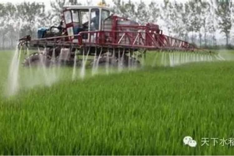 水稻喷施叶面肥要注意什么？ 氰戊菊酯针对鳞翅目幼虫效果特好
