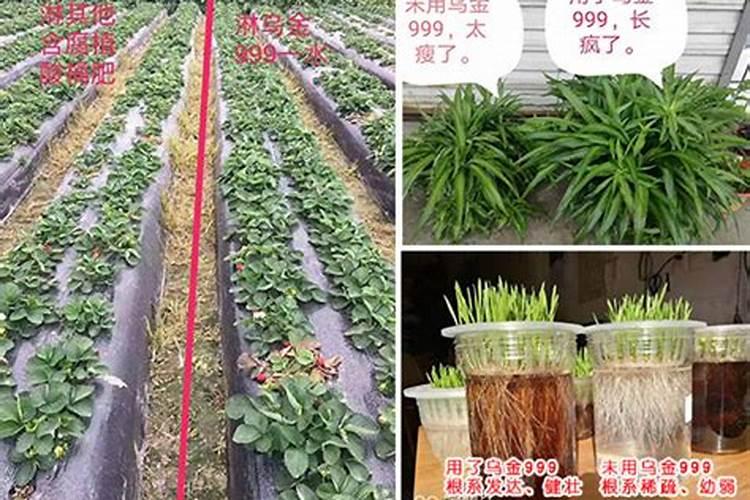 15公斤水兑多少矿源黄腐酸钾灌根？