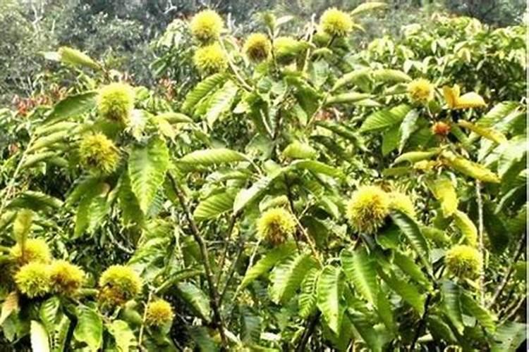 栗子什么时候苗追肥好