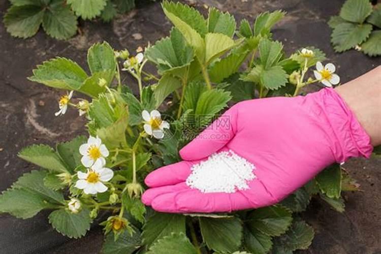 草莓不同花期的管理要点