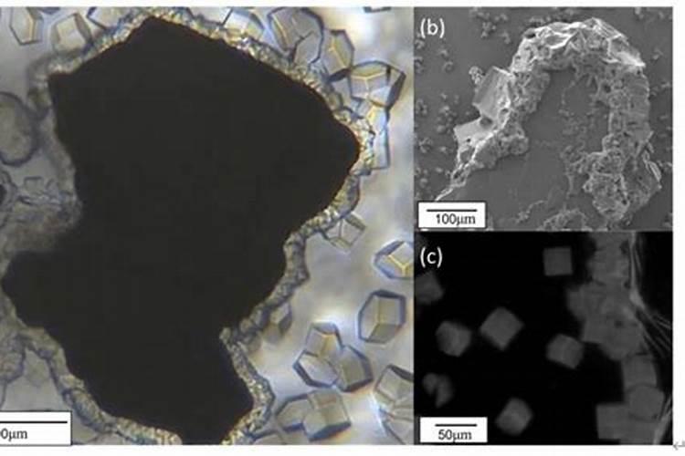番石榴苗可以用鱼蛋白肥吗