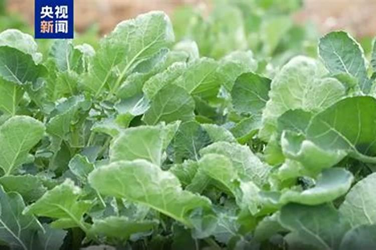 青菜施肥了几天后可以吃