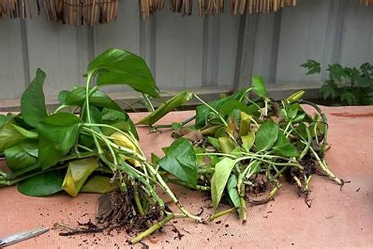 绿萝出现根部腐烂怎么办