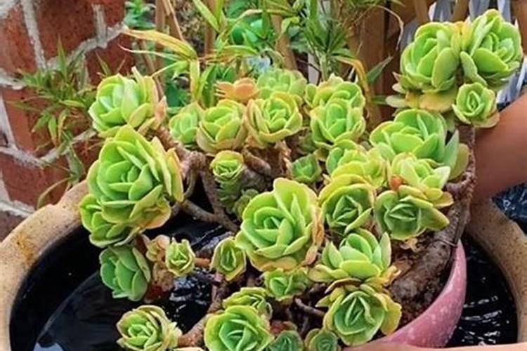 多肉植物长得太慢？2种肥料搭配使用,爆盆易如反掌