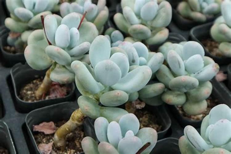 多肉植物施什么肥容易爆盆