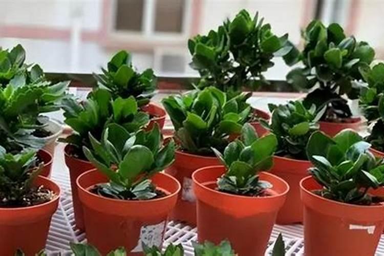 长寿花为什么不开花光长叶