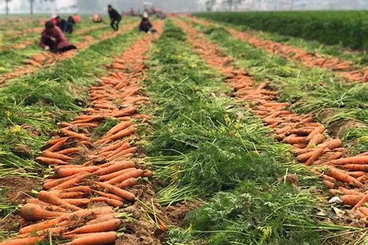 花盆可以种植什么蔬菜