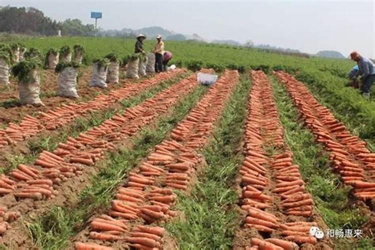 红掌用什么肥料最好