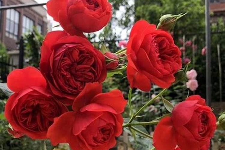 龙沙宝石月季花期是什么时候