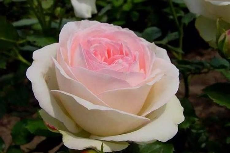 龙沙宝石一年开几次花