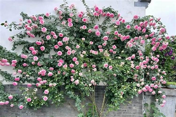 龙沙宝石月季花期是什么时候