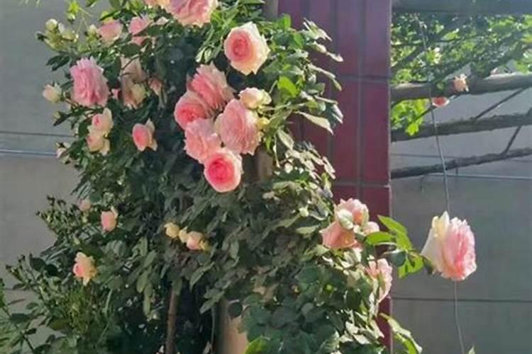 龙沙宝石月季花期是什么时候