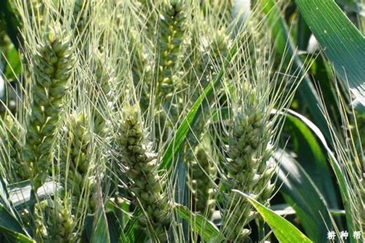 小麦倒伏最忌三种肥料