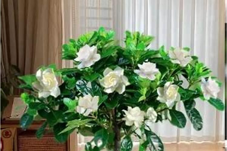 栀子花浇什么肥最好