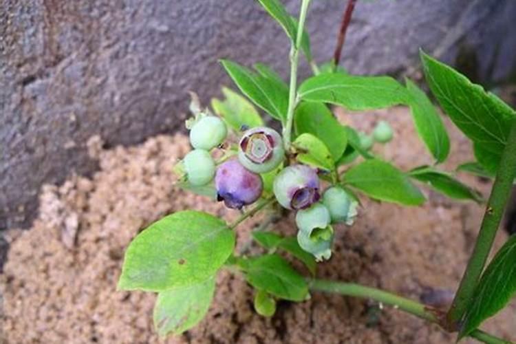 f6盆栽基质蓝莓的栽培技