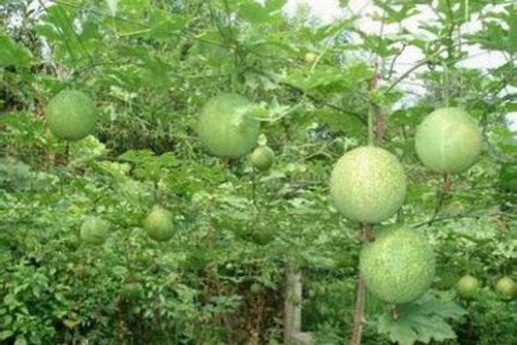 瓜蒌开花结果时需氮磷钾的比例是多少