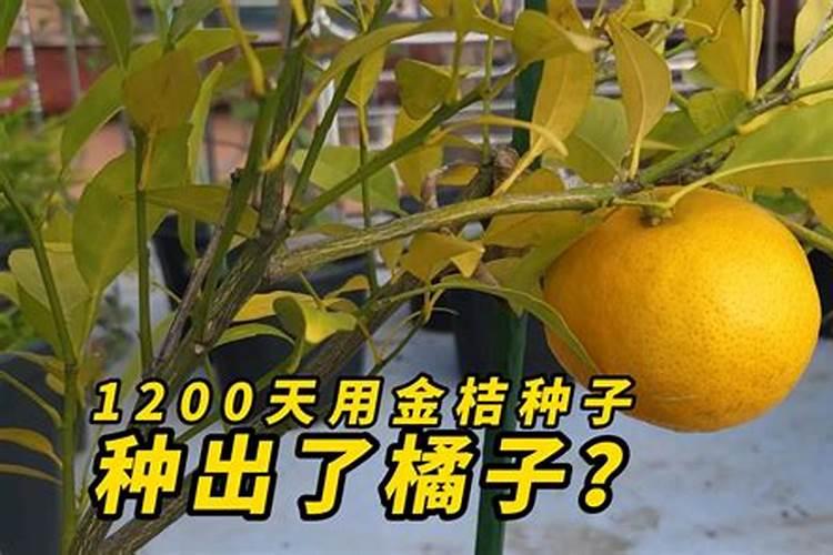 要桔子甜放什么肥料