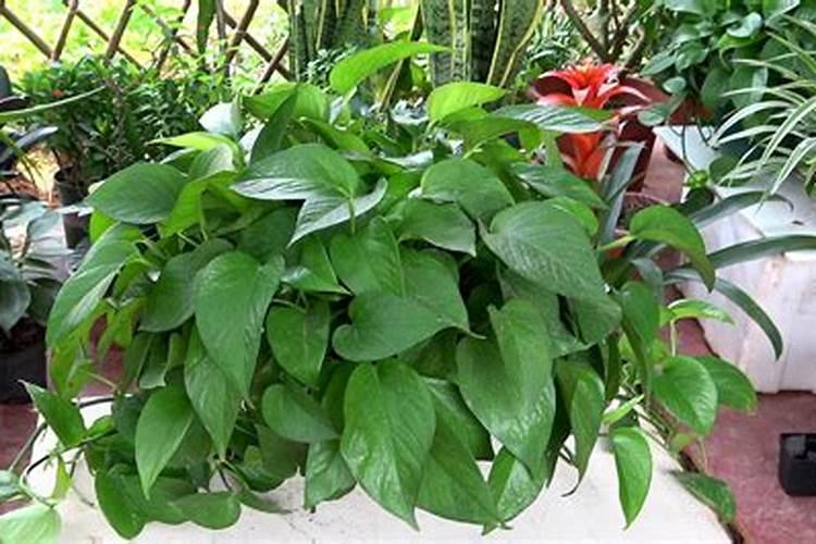 绿萝施肥过多怎么办