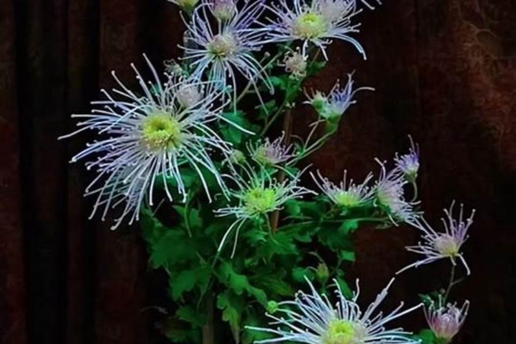 桃树什么时候施肥最好 桃树的施肥时间