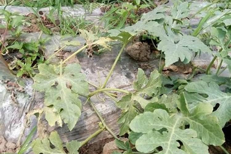 西瓜用磷酸二氢钾可以灌根吗