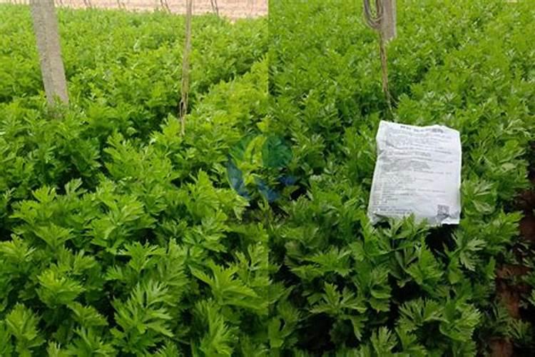 别再搞错了,叶面肥、菌肥、水溶肥一分钟弄懂