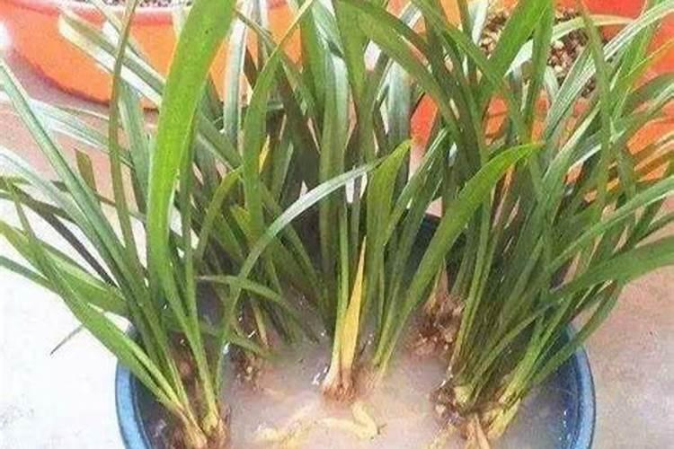 多菌灵能防治哪些病害