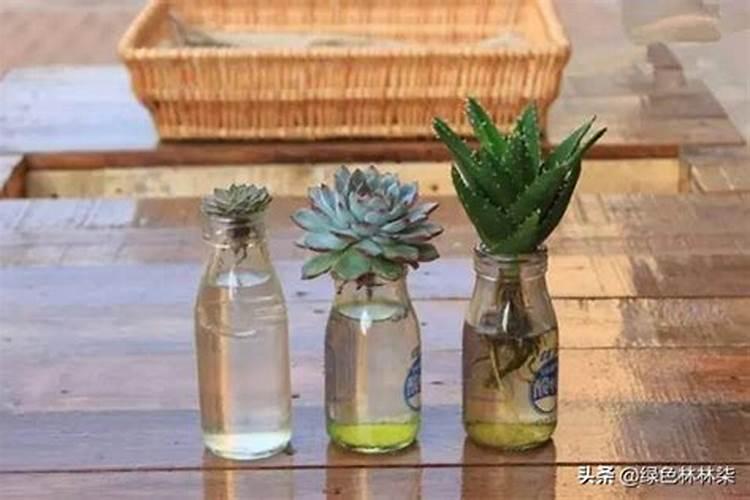 颗粒缓释肥怎么用