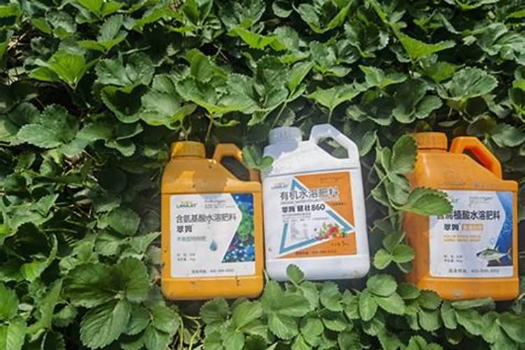 草莓膨果期用什么化肥好？草莓挂果期用什么肥效果好？