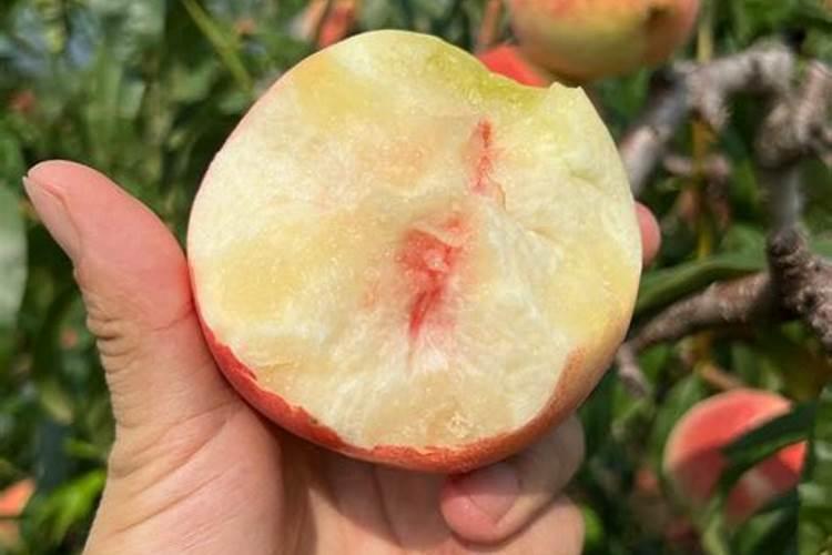 桃子增产用哪个叶面肥？桃子用什么叶面肥比较好？桃子喷施金泰靓...