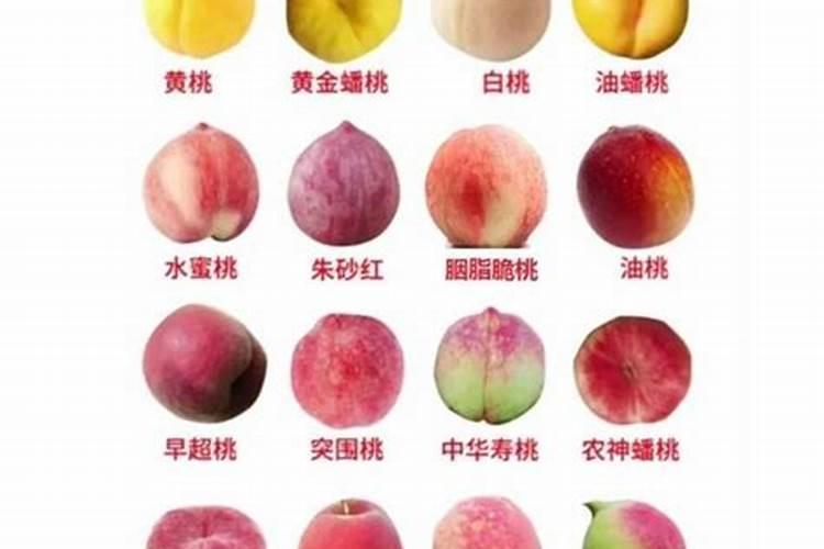 桃子采摘后可以对桃子树施肥吗