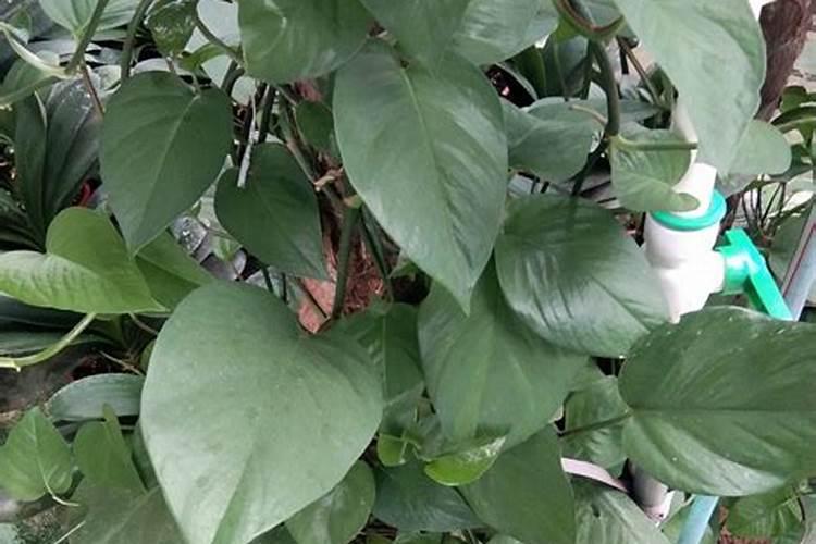 农民种大蒜,应该用硫酸钾肥还是氯化钾肥？